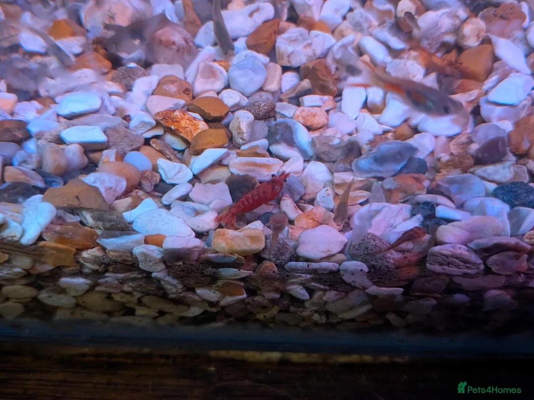 Shrimps fish for sale: Young Red cherry shrimp  - Advert 2