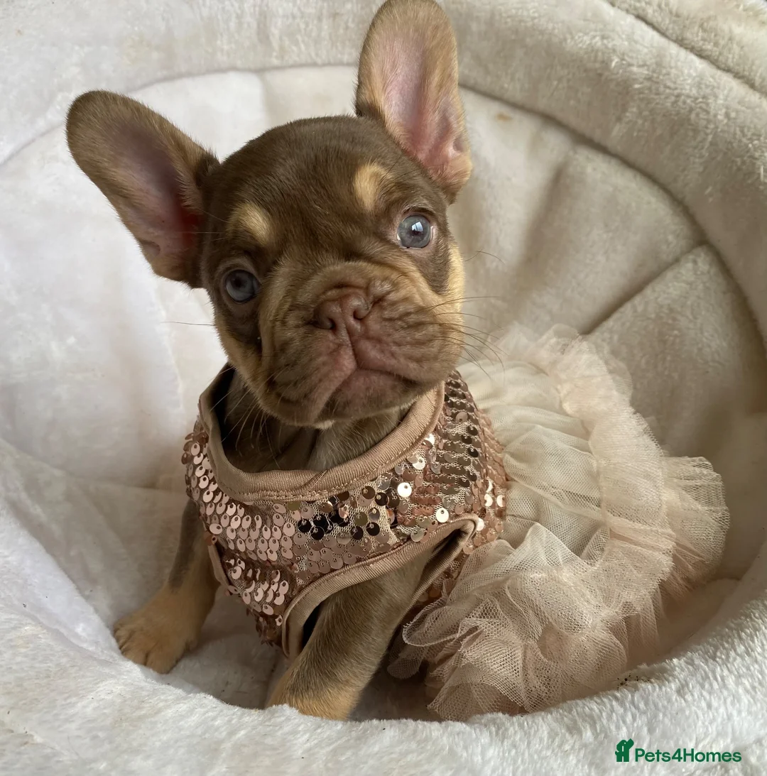 French Bulldog dogs for sale: FRENCH BULLDOGS, MERLE, ROJO, ISABELLA NEWSHADE. - Advert 2