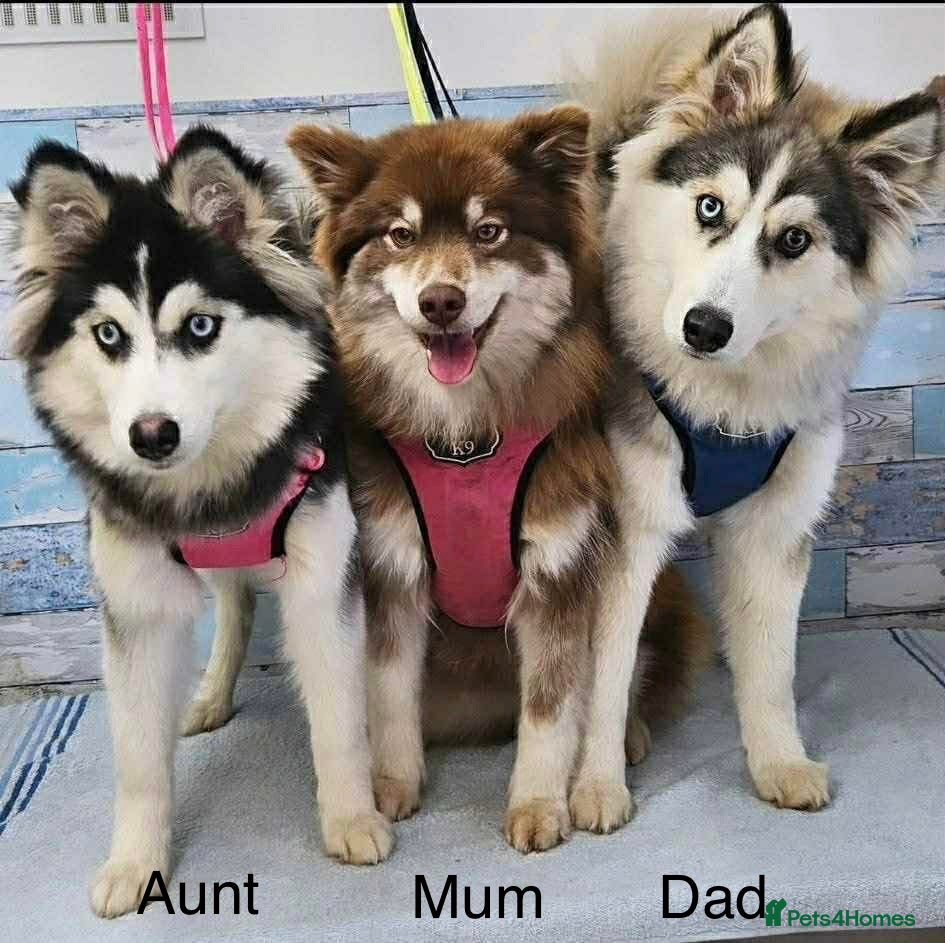 Pomsky dogs Pomsky puppies  - Advert 15