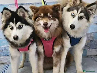 Pomsky dogs Pomsky puppies - Advert 3