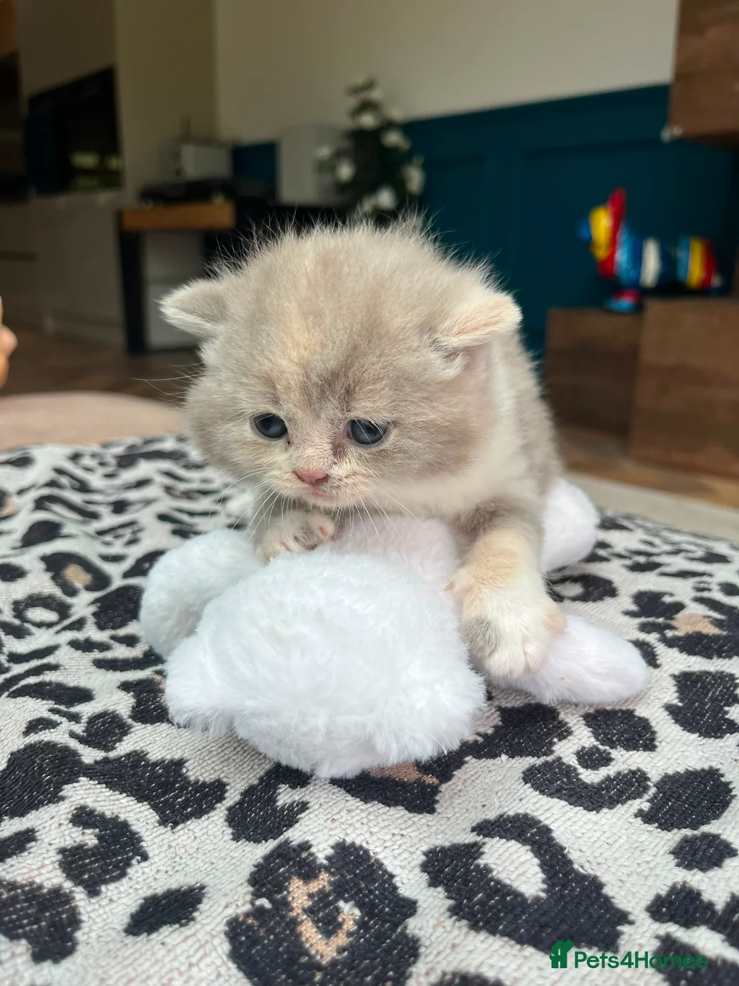 British Shorthair cats for sale: Incredible BSH Little OMG🐾💖 GCCF £1250 in Leeds - Advert 13
