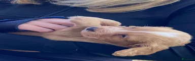 Cocker Spaniel 3