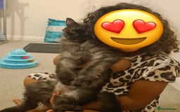 Mixed Breed cats for adoption: Beautiful grumpy-face Elba is a lovebug  - Image 3