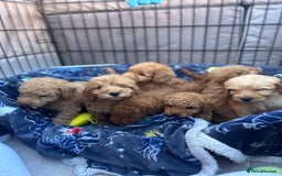 Cockapoo dogs for sale: 8 weeks old beautiful Cockapoo puppies  - Image 5