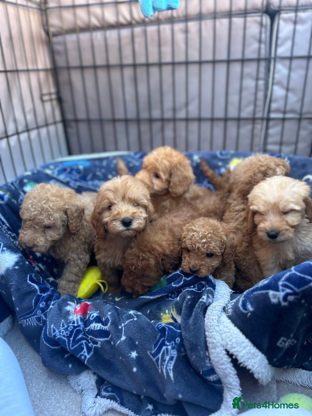 Cockapoo dogs for sale: 8 weeks old beautiful Cockapoo puppies  - Image 5