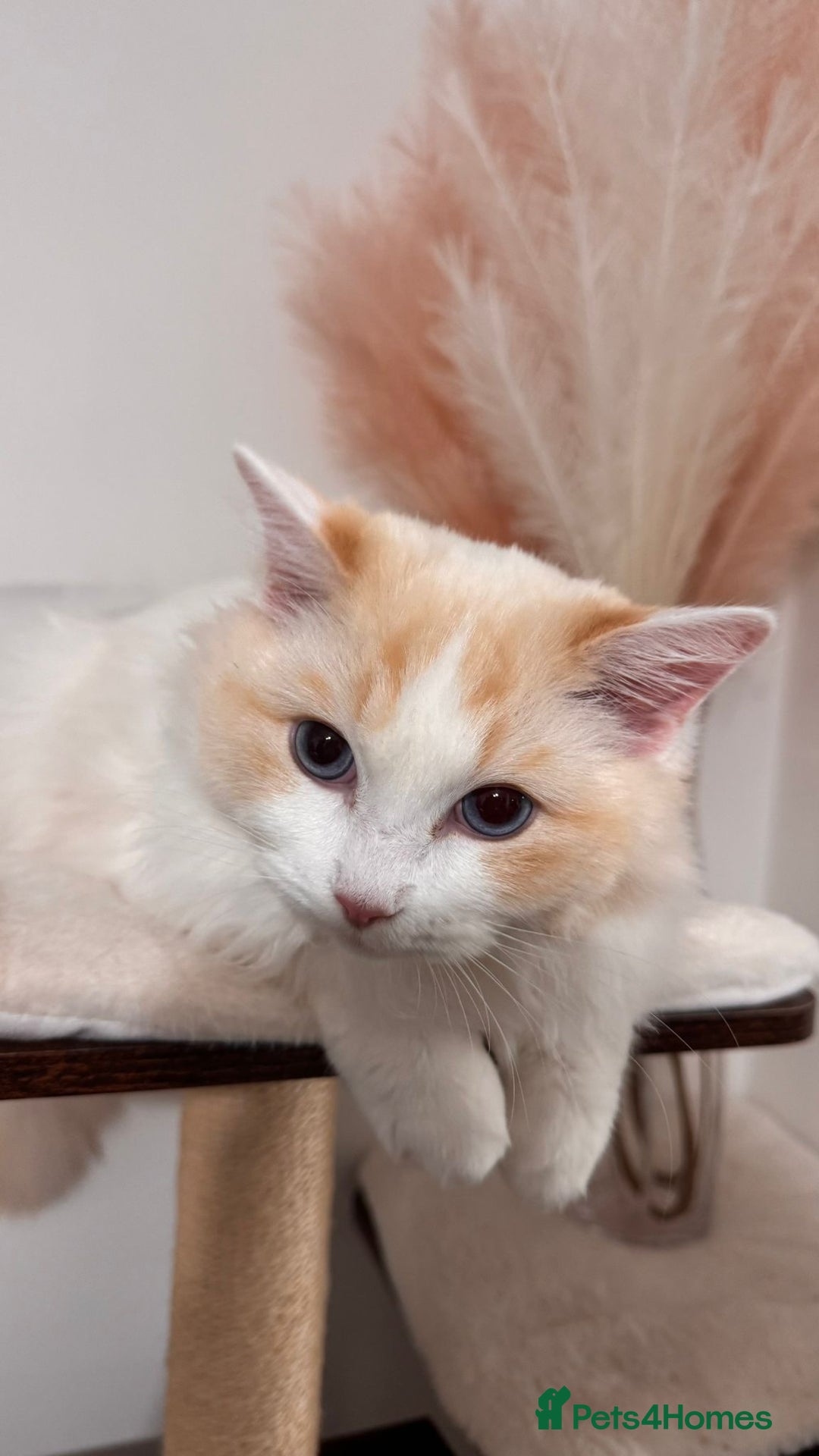 Ragdoll cats for sale: Pedigree Ragdoll - Skye - Advert 2