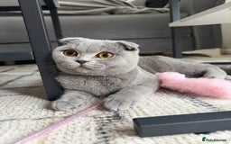 Scottish Fold cats for sale: Spayed/Neutered Scottish fold with everything  - Advert 2