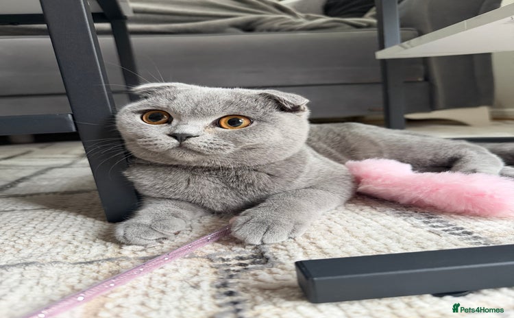Scottish Fold cats Spayed/Neutered Scottish fold with everything  - Advert 12