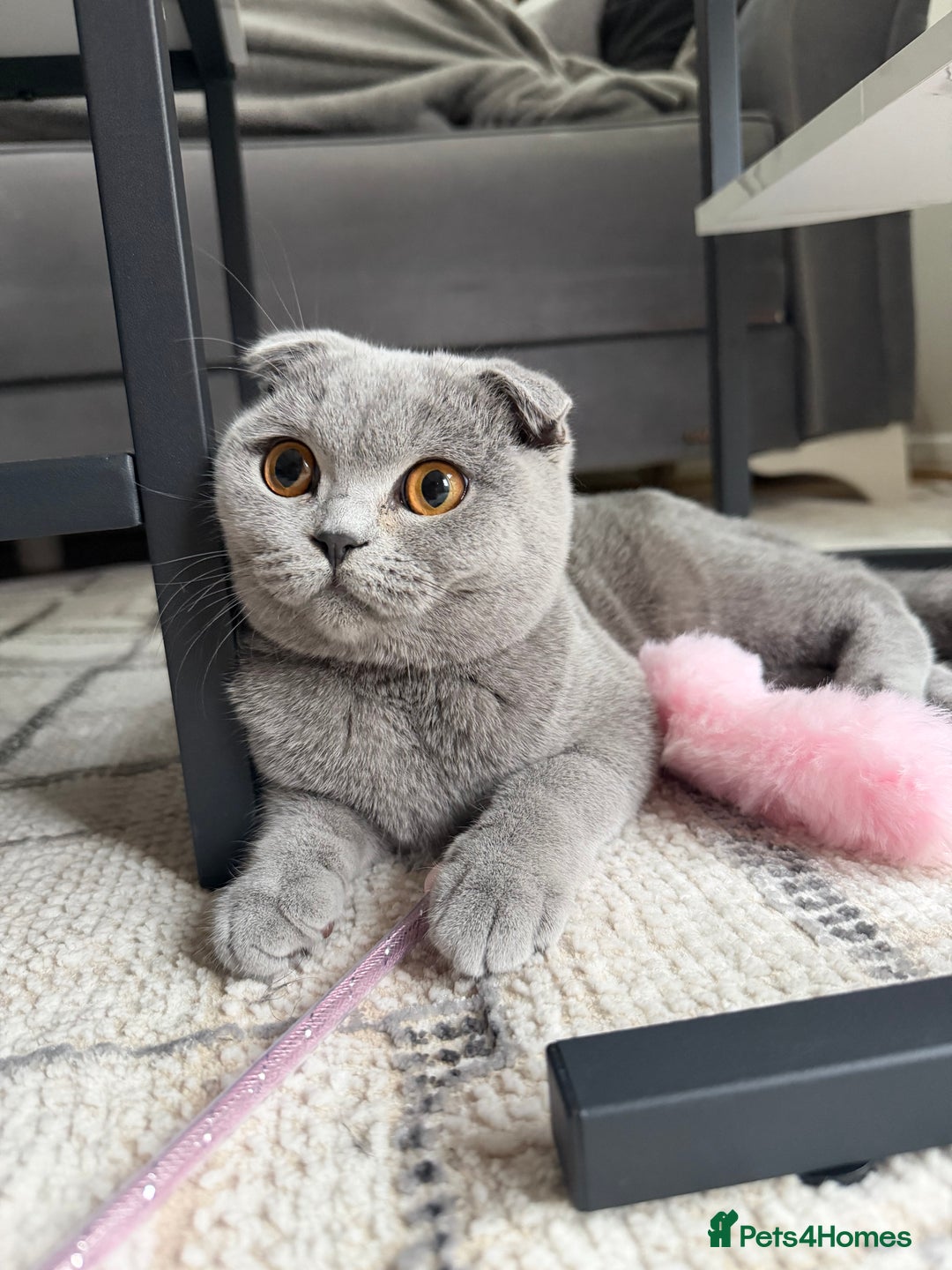 Scottish Fold cats for sale: Spayed/Neutered Scottish fold with everything  - Advert 2