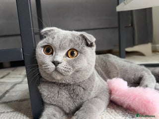 Scottish Fold cats Spayed/Neutered Scottish fold with everything - Advert 12