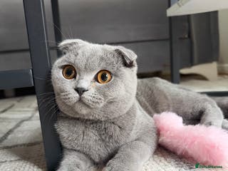 Scottish Fold cats Spayed/Neutered Scottish fold with everything - Advert 13