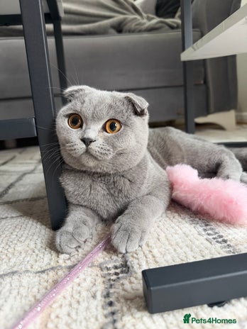 Scottish Fold cats Spayed/Neutered Scottish fold with everything - Advert 1