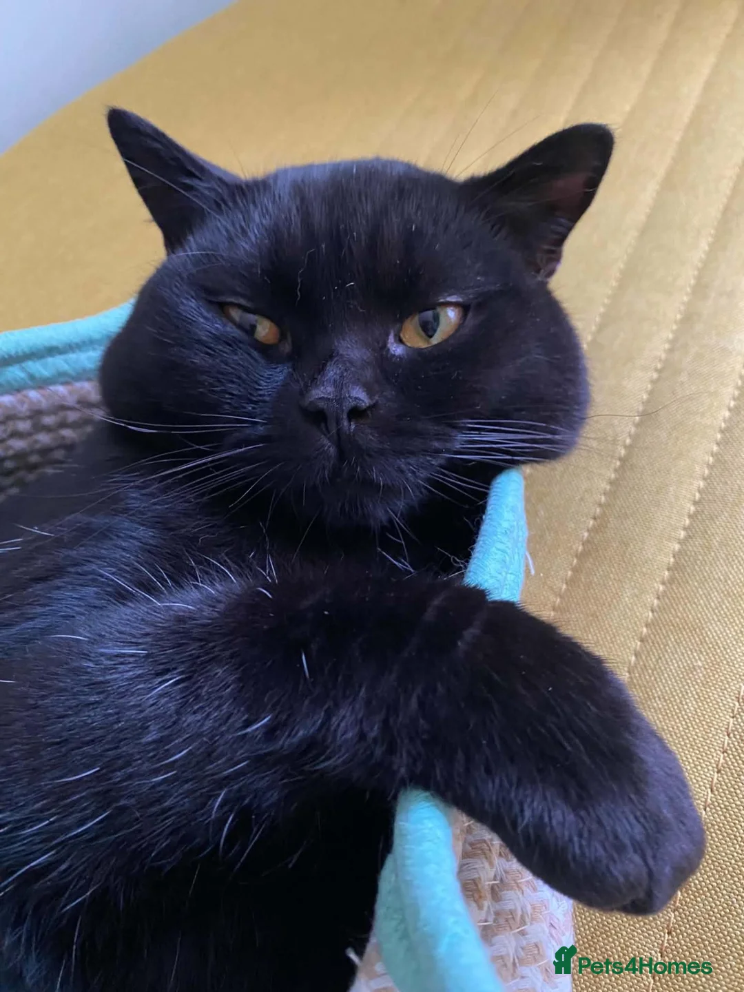 British Shorthair cats for stud: Shiva | The Black British Shorthair - Advert 2