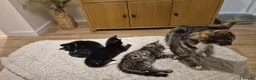 Mixed Breed cats for sale: 5 beautiful kittens for sale - Advert 5