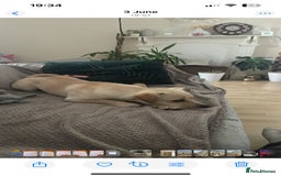 Mixed Breed dogs for sale: 1 year old jack russell/pug/dachshund - Image 2