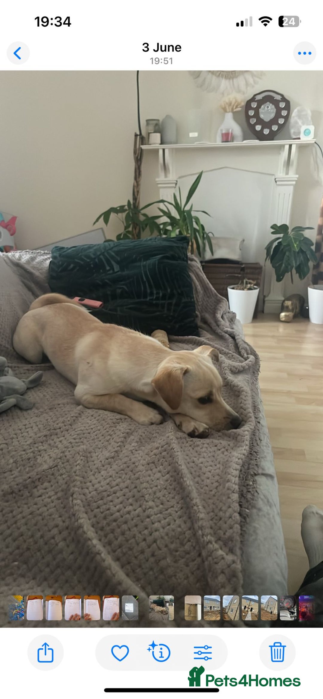 Mixed Breed dogs for sale: 1 year old jack russell/pug/dachshund - Image 2
