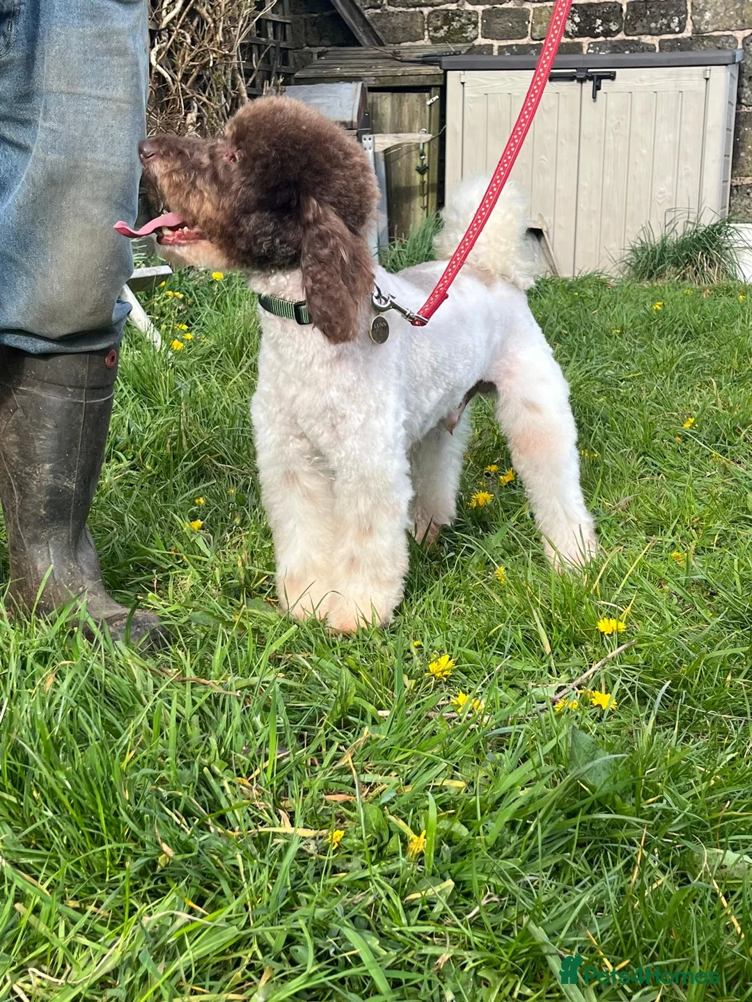 Miniature Poodle dogs for stud: KC Reg Miniature Parti Poodle - Advert 6