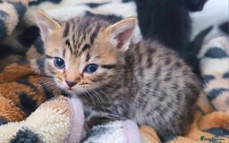 Mixed Breed cats for sale: 3 Black Grey Stripped Kittens For Sale - Image 11