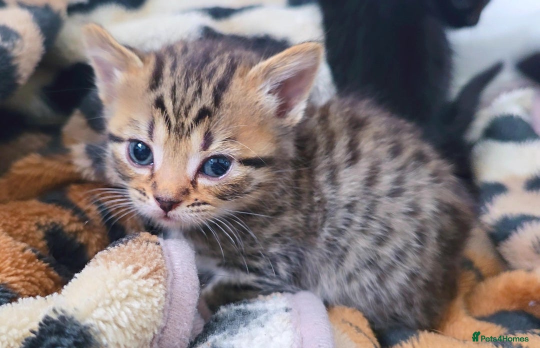 Mixed Breed cats for sale: 3 Black Grey Stripped Kittens For Sale - Image 11