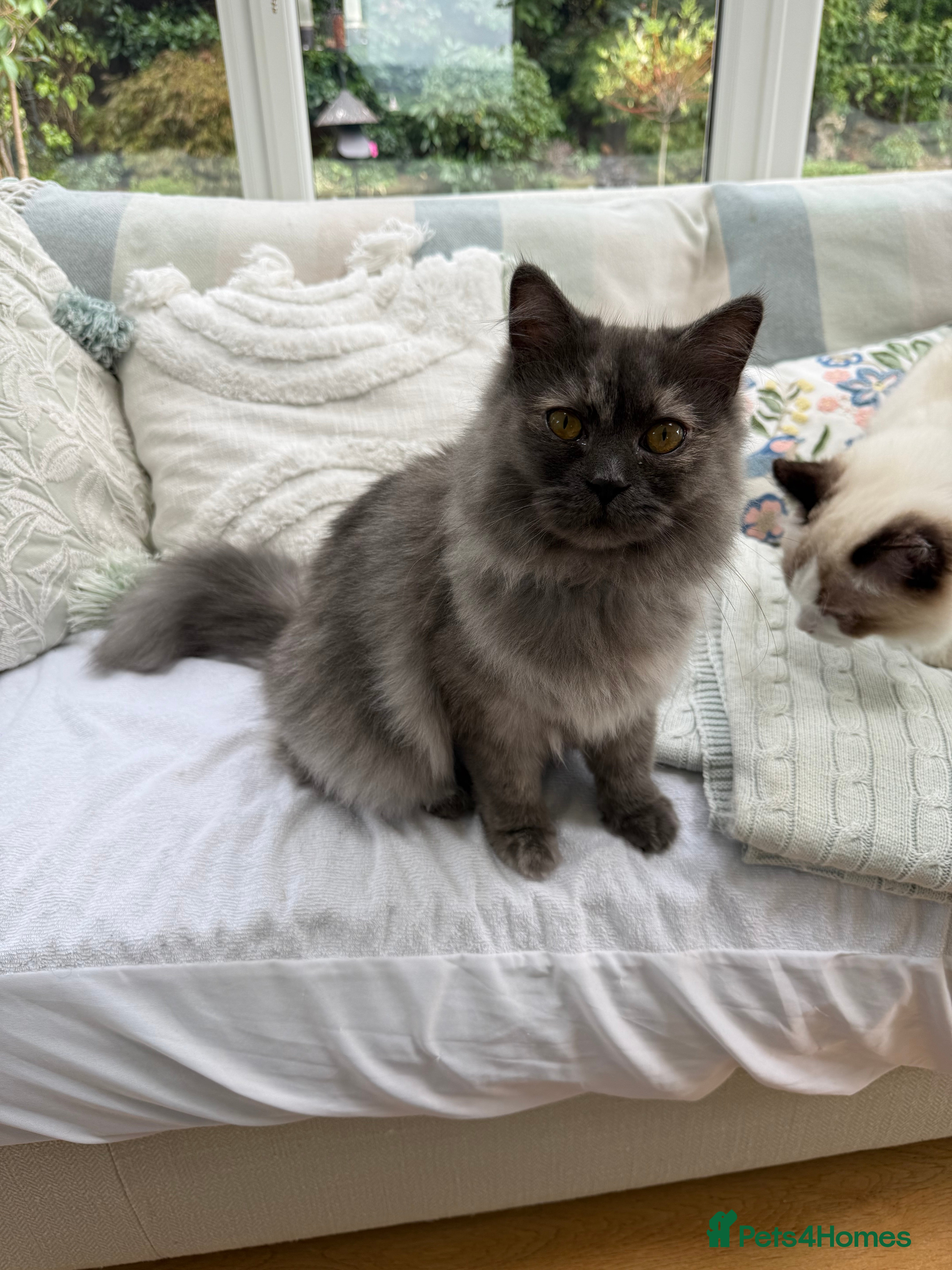 Ragdoll cats Ragdolls - Advert 1