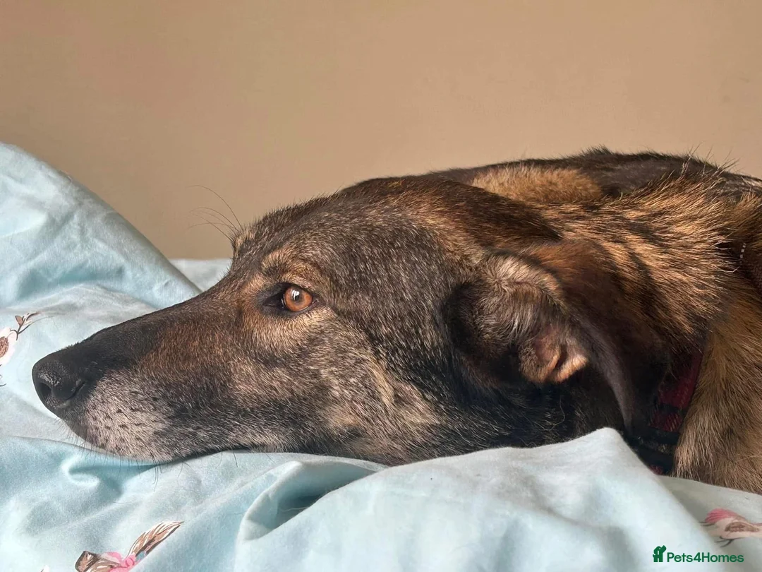 Mixed Breed dogs for adoption: Elsie - Norwich Norfolk  in Norwich - Advert 11