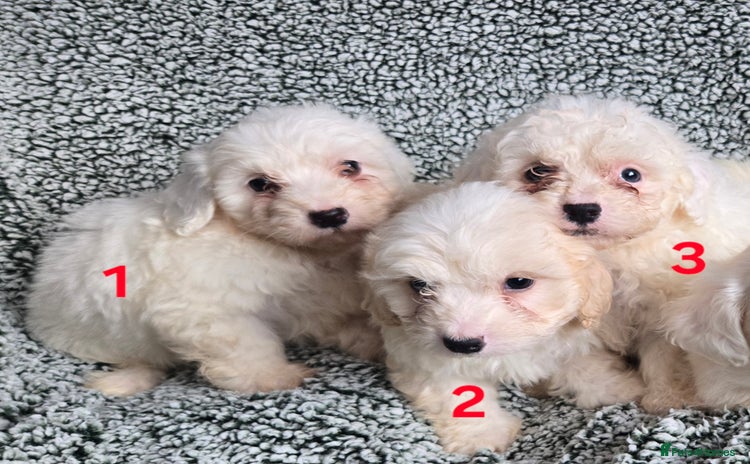 Mixed Breed dogs - Advert 10