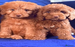 Cockapoo dogs for sale: Beautiful cockapoo puppies only  girls left  - Image 5