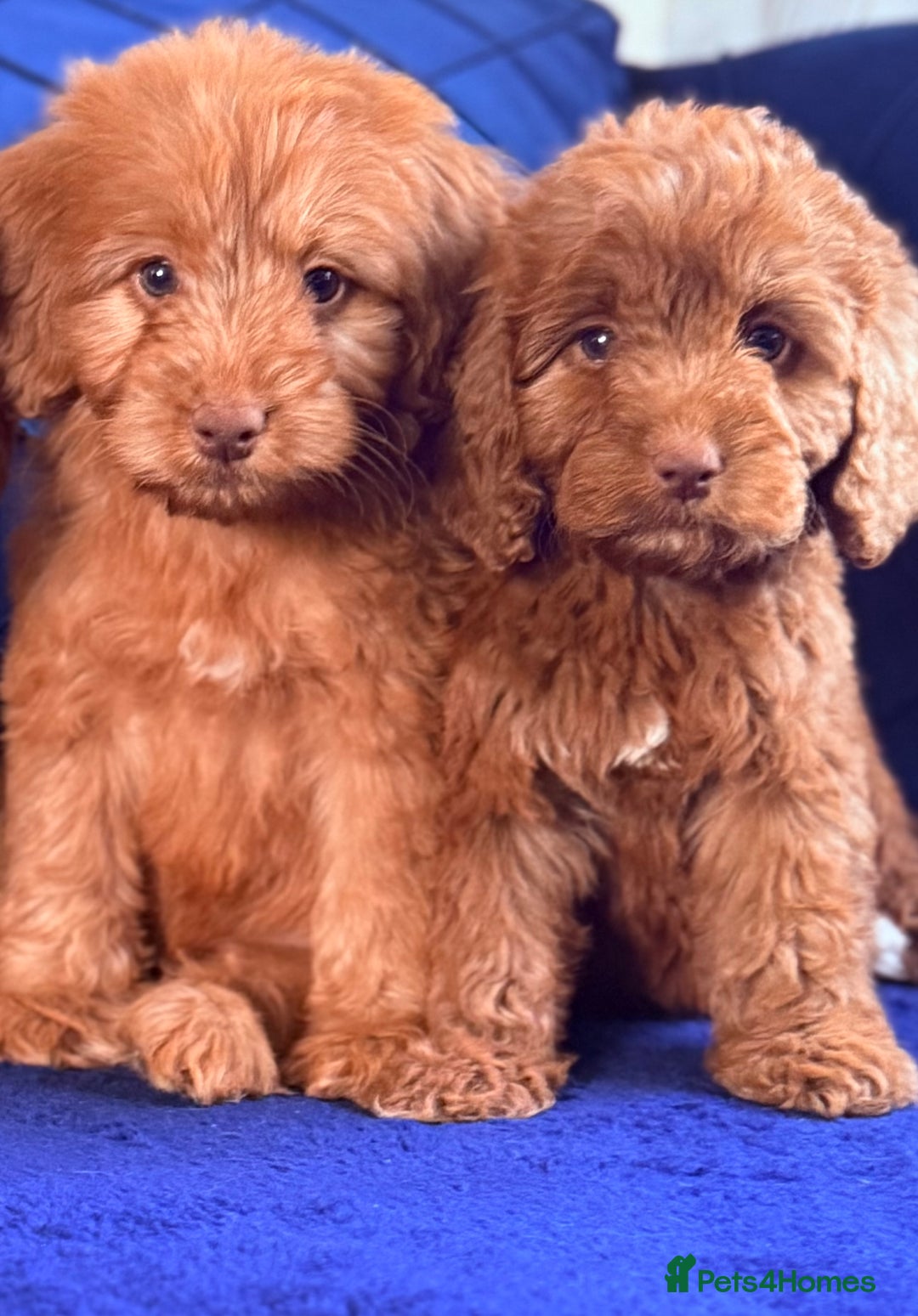 Cockapoo dogs for sale: Beautiful cockapoo puppies only  girls left  - Image 5