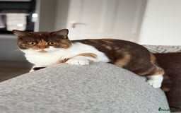 British Shorthair cats for sale: Active Chocolate Tortie - Image 1