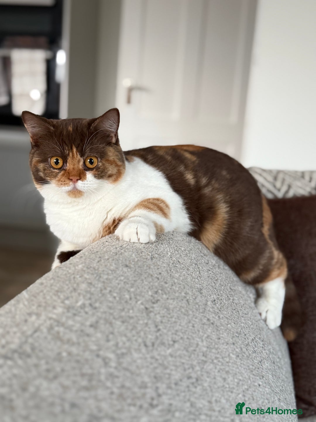 British Shorthair cats for sale: Active Chocolate Tortie - Image 1