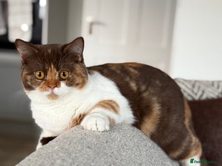 British Shorthair cats - Advert 36