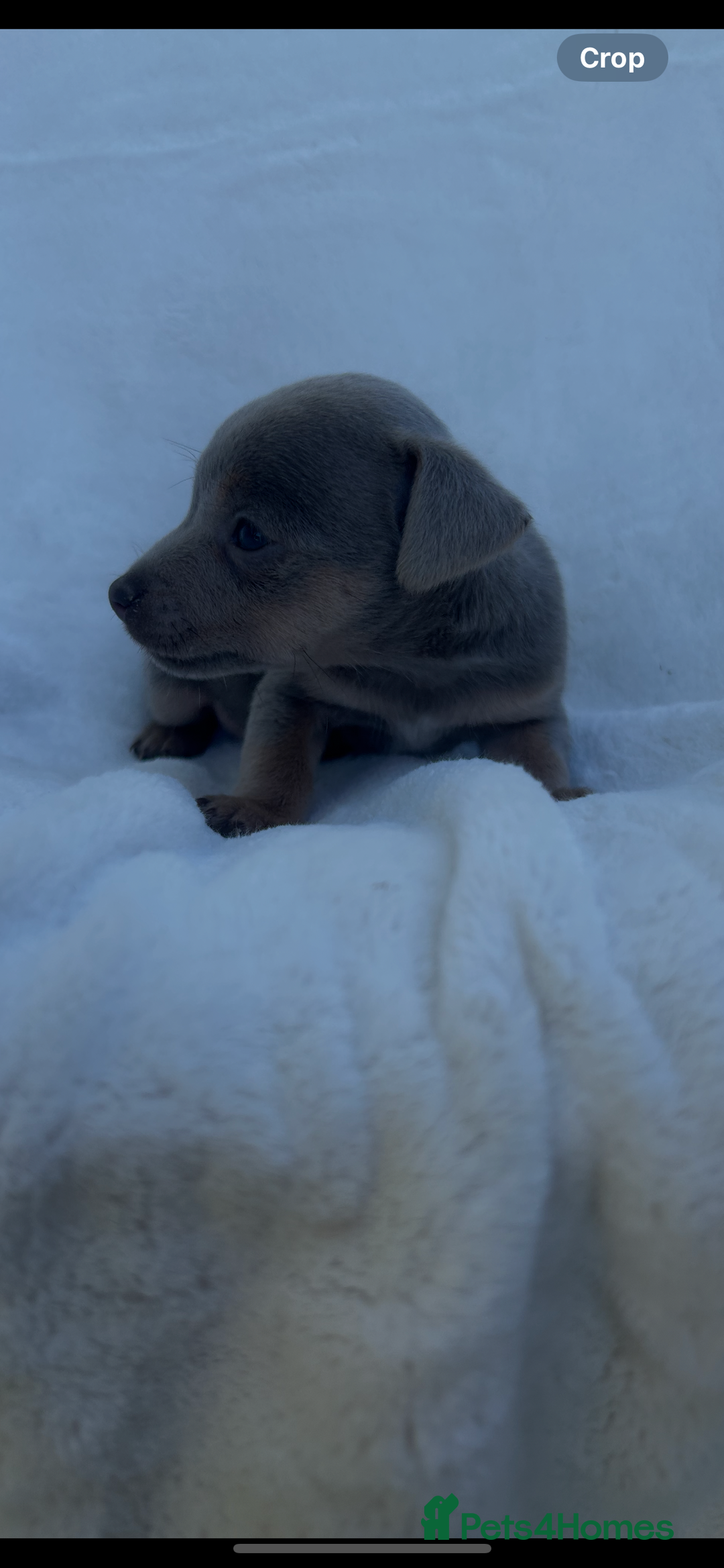Jack Russell dogs for sale: Stunning Jack Russell Puppies  - Image 13