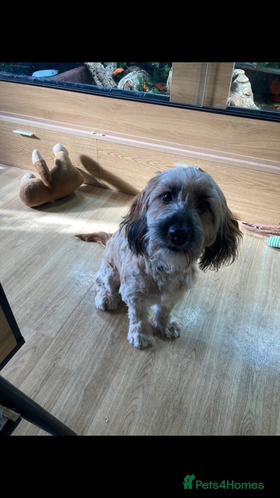 Mixed Breed dogs for sale: Cocker spaniel cross male 10 months old  - Advert 2