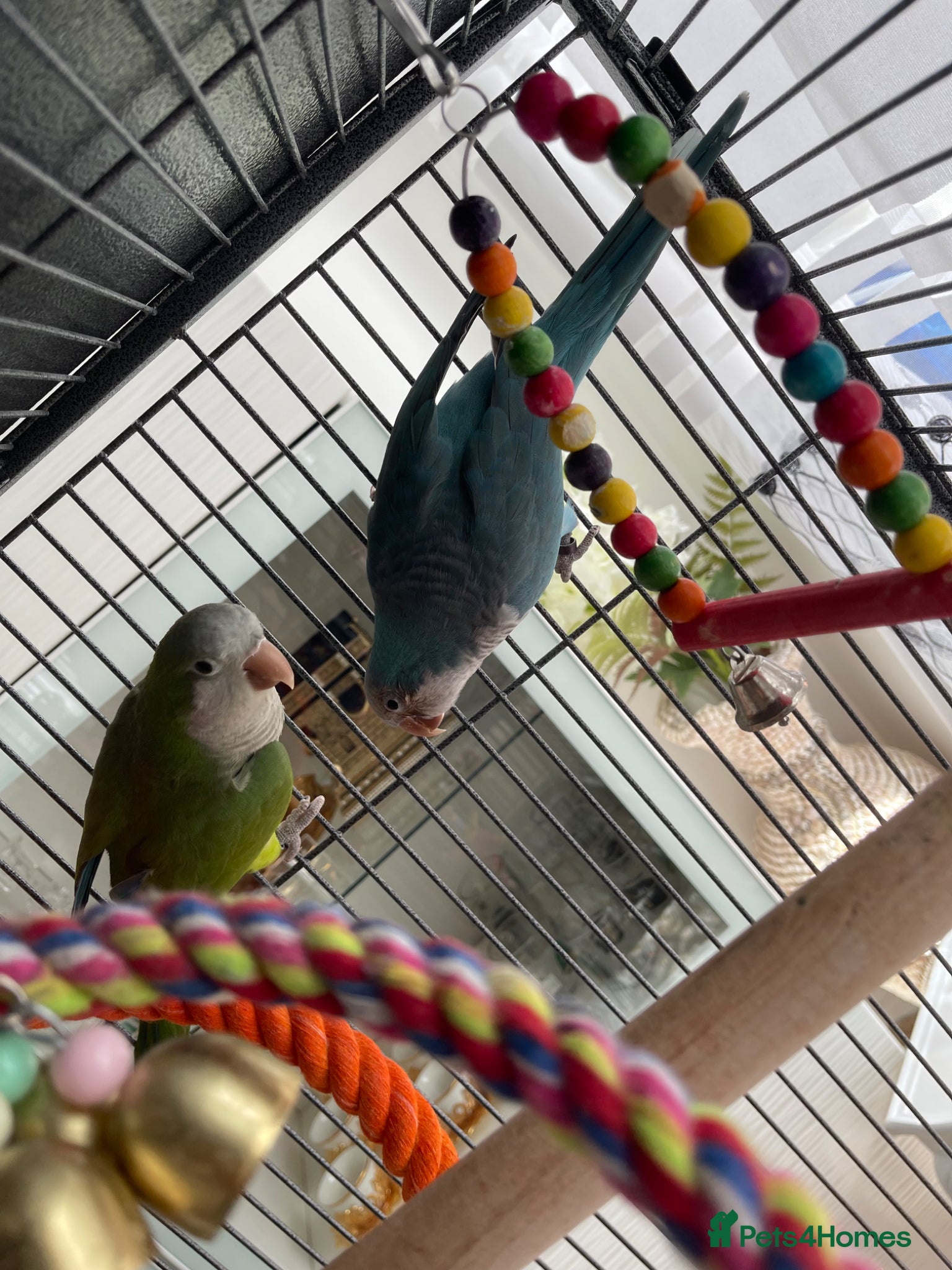 Parrots birds for sale: 2 7months old quacker parrot  in Croydon - Advert 3