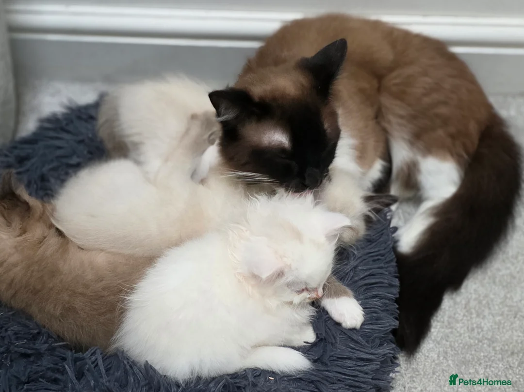 Ragdoll cats for sale: Quality Ragdoll Kittens - Advert 13