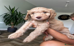 Cockapoo dogs for sale: 4 girls and 1 boy beautiful cockapoo - Image 2