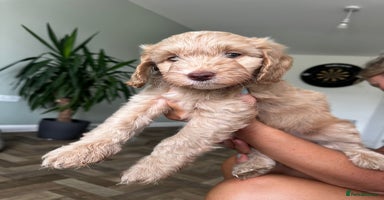 Cockapoo dogs - Advert 1