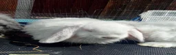 Mini Lop rabbits for sale: Mini Lop Bunnies Ready to leave 12/05 - Advert 22