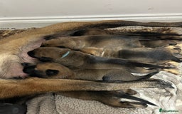 Belgian Shepherd Dog dogs for sale: Belgian Malinois puppies  - Image 12