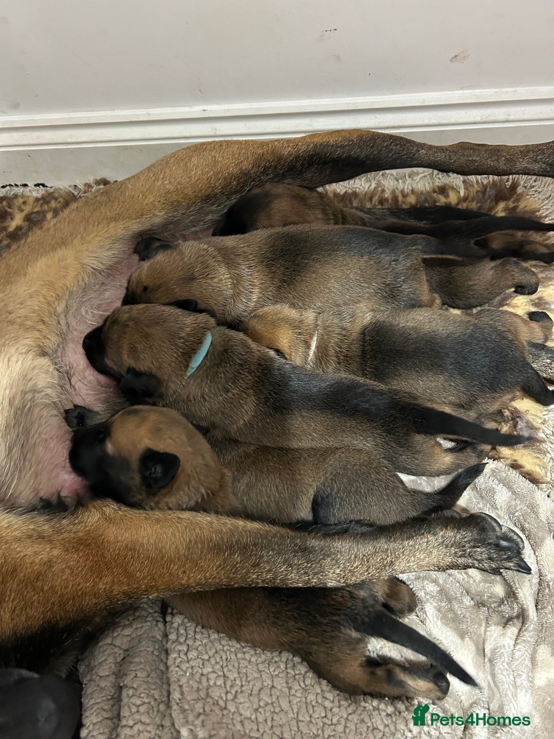 Belgian Shepherd Dog dogs for sale: Belgian Malinois puppies  - Image 12