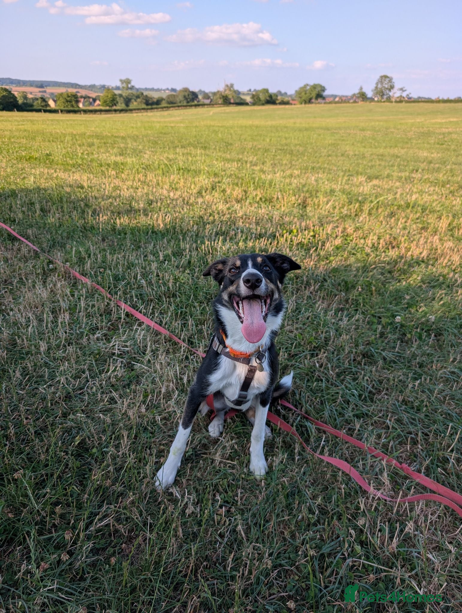 Mixed Breed dogs Peach ♥️🍑  9 month old Collie Kelpie Cross - Advert 4