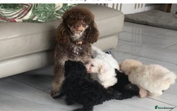 Poodle dogs for sale: Poodle 86% x cavalier DNA tested  - Image 6