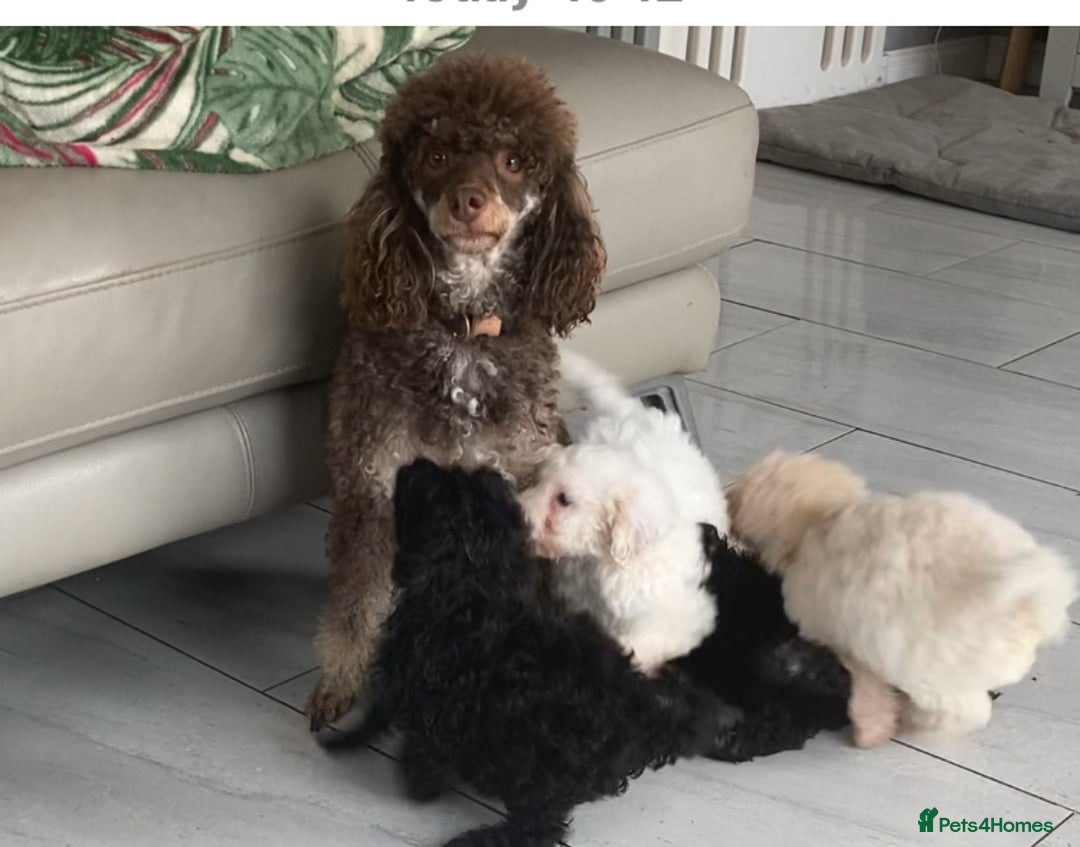 Poodle dogs for sale: Poodle 86% x cavalier DNA tested  - Image 6