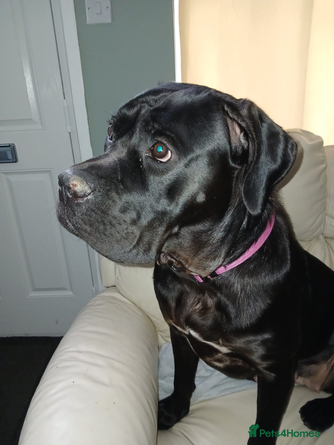 Cane Corso dogs for sale: Denver - Image 4