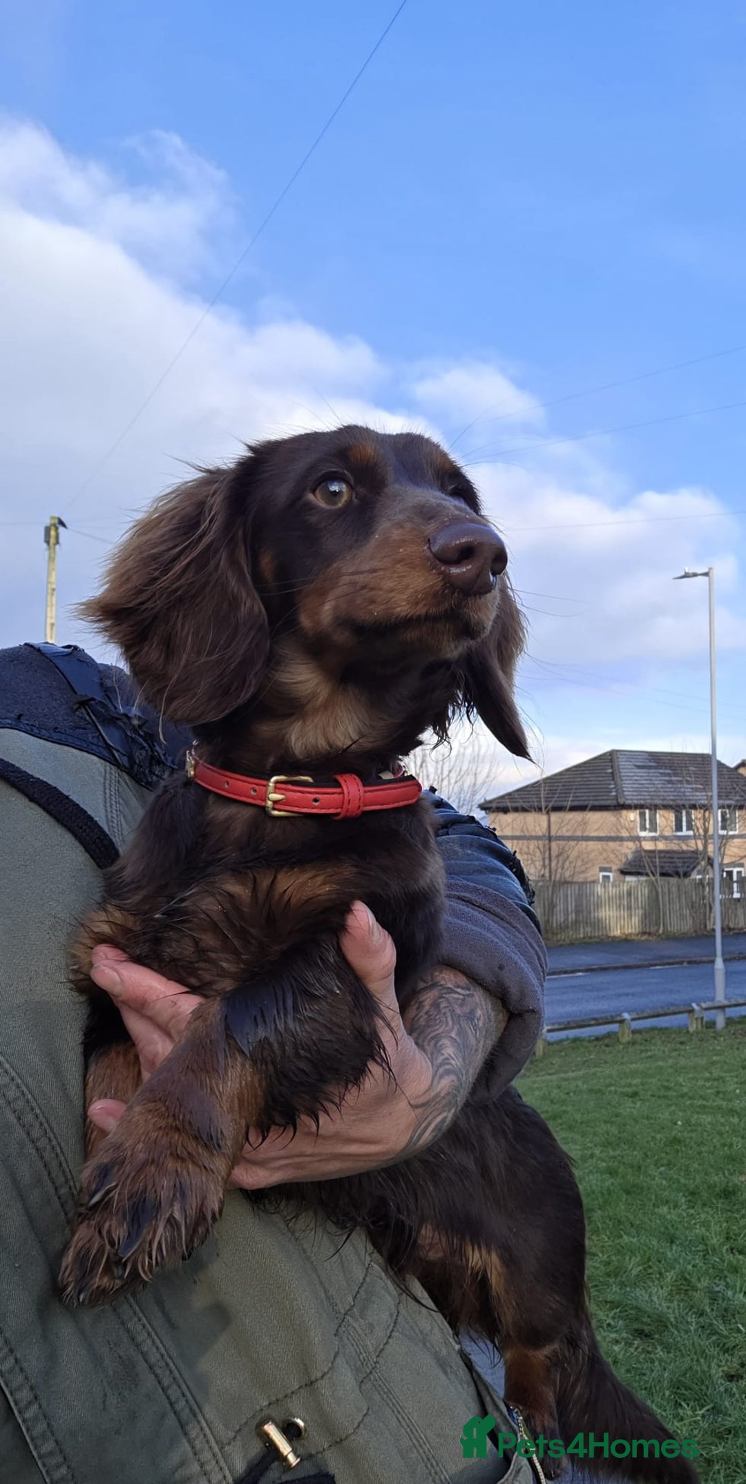 Miniature Dachshund dogs for stud: Kc registered Long-haired mini dachshund stud - Advert 7