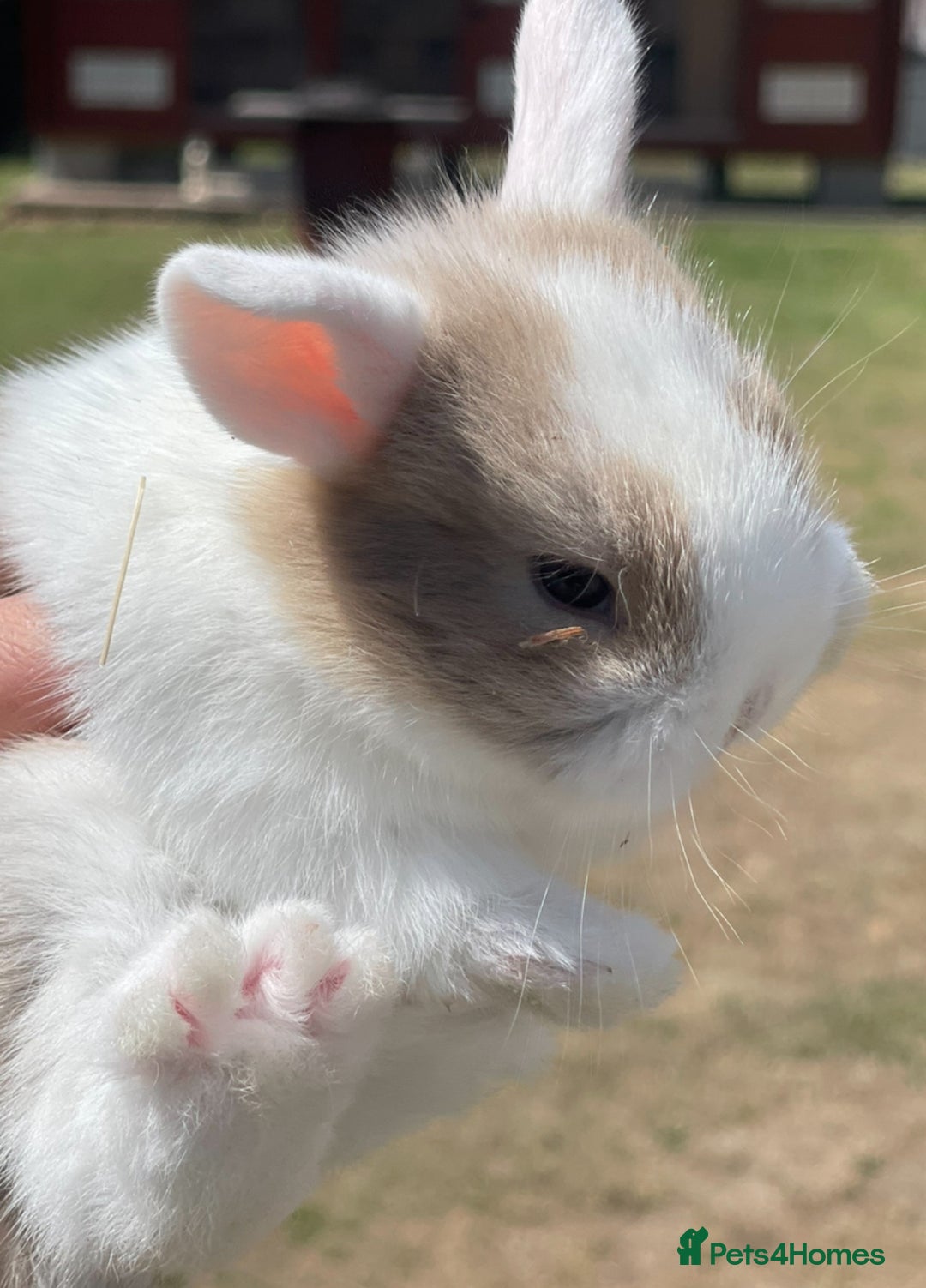 Lionhead rabbits for sale: Baby Lionhead bunnies ! Ready to be reserved ! - Image 11