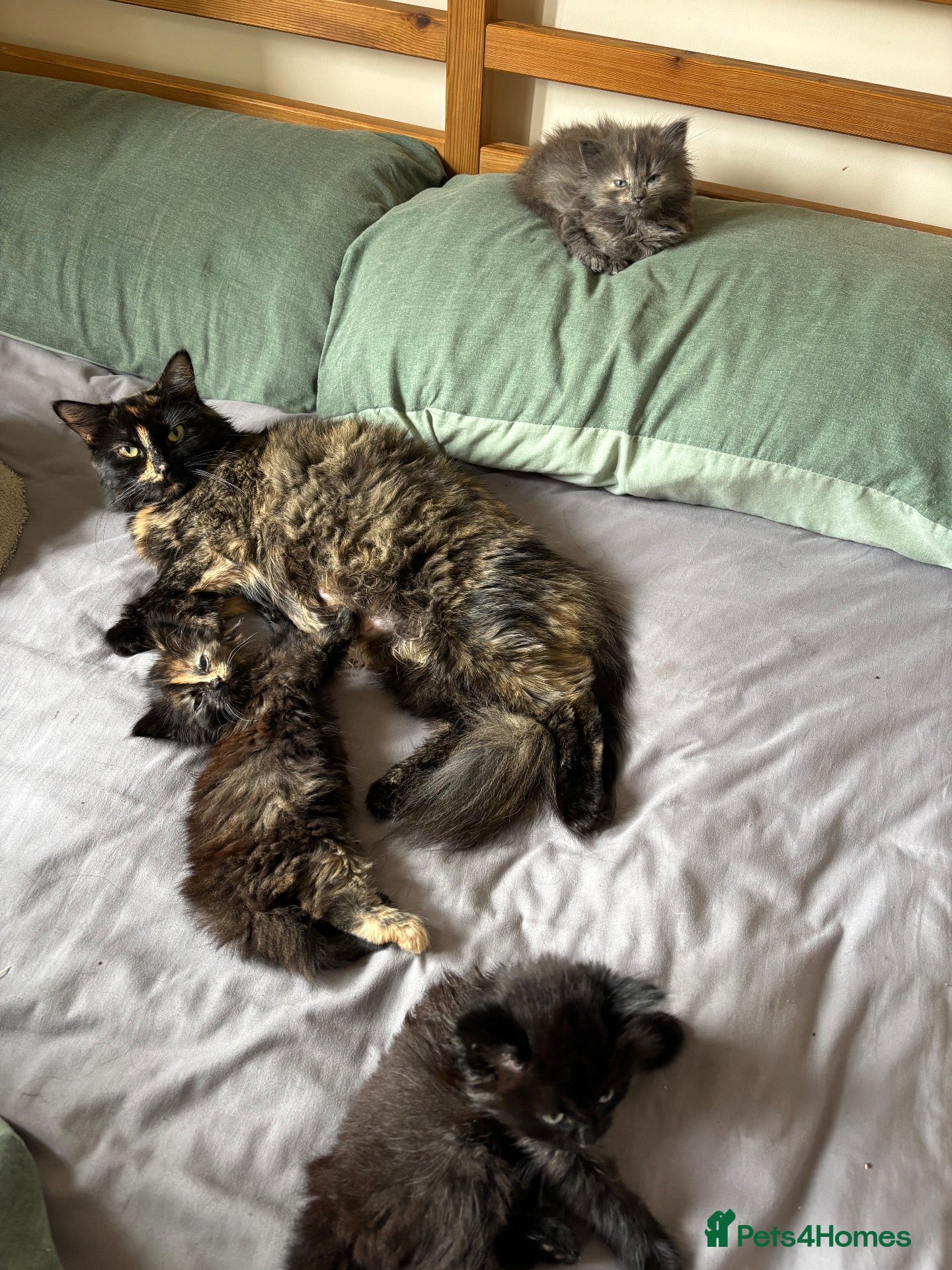 British Shorthair cats 4 little bundle of joys  - Advert 3