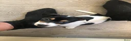 Jack Russell dogs for sale: Three beautiful Jack Russells in Sidcup - Advert 3
