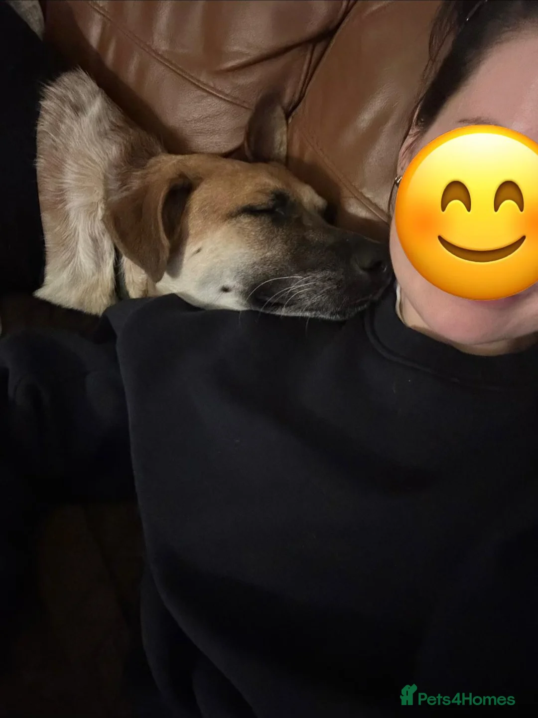 Mixed Breed dogs for adoption: Atlas is a gorgeous 1 Year old boy in Motherwell - Advert 2