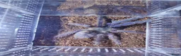 Tarantulas invertebrates for sale: TARANTULAS - Pulchra, Immanis, Iheringi & more... - Advert 7